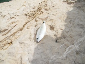 Blade (zadelzeebrasem)