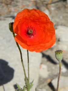 Cocquelicot
