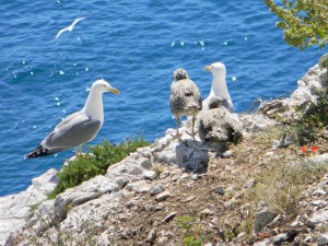 Eén van de duizenden koppels geelpootmeeuwen met hun pluizige jong. Ze verdedigen hun kroost vol overgave. Bijna elke rotspunt is hier in bezit genomen...