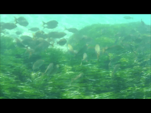 Zwemmen -saupes-st. esteve